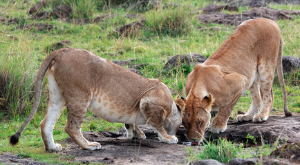 The wild animals on Safari in the Masai Mara Kenya Africa