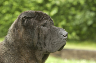 belle t&ecirc;te de shar pei bien expressive