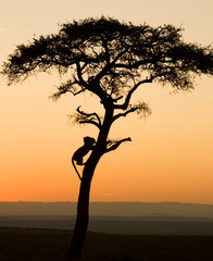 Fototapeta na wymiar Dzikie zwierzęta na safari w Masai Mara w Kenii Afryki