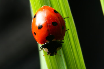 ladybug on grass black background