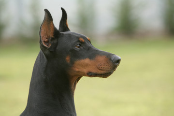 Portrait de profil du Dobermann noir et feu © CALLALLOO CANDCY