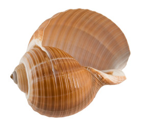Sea shell