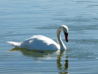 cygne blanc sur l'eau