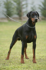 Dobermann attach&eacute; &agrave; la campagne