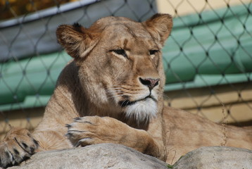 Leone