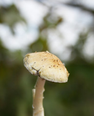 small mushroom in the forest