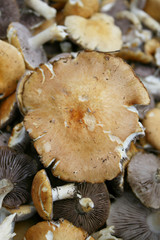 Close up view of fresh mushrooms