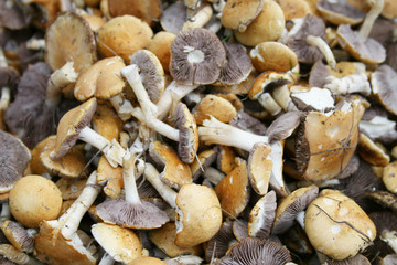 Close up view of fresh mushrooms