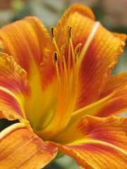 Fototapeta na wymiar macro tiger lily on the artistic colour background