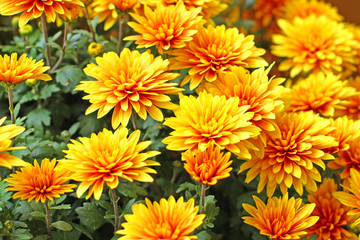 Close up of the colorful chrysanthemum - obrazy, fototapety, plakaty