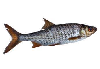 single roach fish
