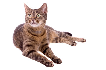 Obraz premium Cat isolated on white background