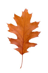 Autumn leaf background texture