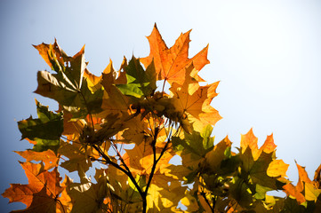 Autumn leafs background texture