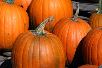 Pumpkins close up