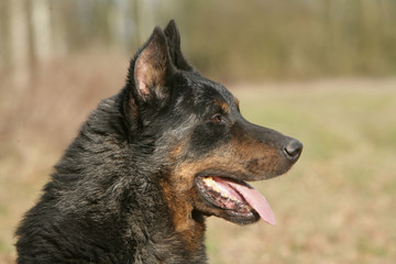 Portrait d'un Bas-rouge de profil © CALLALLOO CANDCY