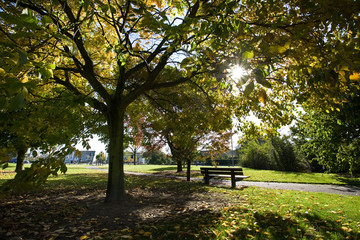 Obraz na płótnie Canvas Autumn tree and bench in a park