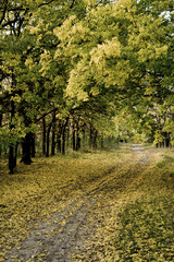 Naklejka premium autumn road