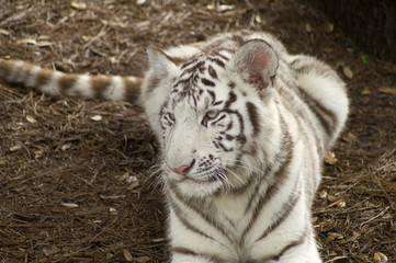 Close up of Amur Tiger cub (Panthera tigris altaica)