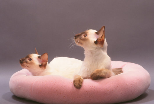 deux chatons balinais sur un coussin