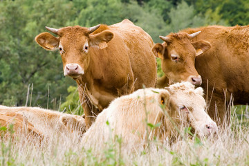 Cows in a field in Aveyron