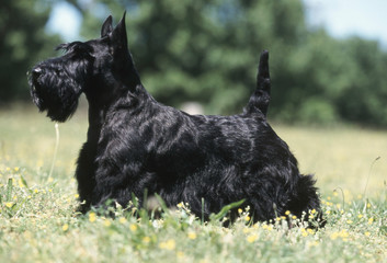 un etalon scottish terrier noir