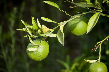 Naranjas verdes