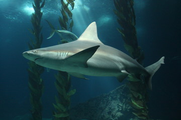 Requin