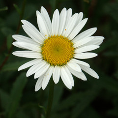 Obraz premium marguerite des champs