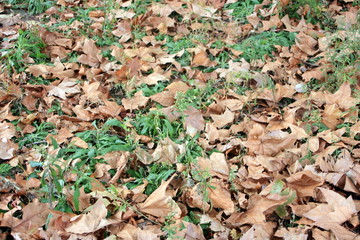 tapis de feuilles mortes