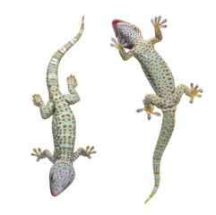 Tokay gecko - Gekko gecko in front of a white background
