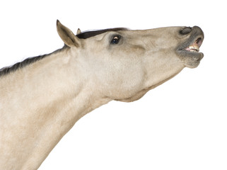 Horse in front of a white background