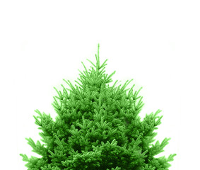 schöner grüner Tannenbaum