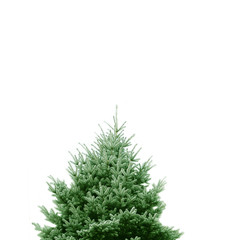 Grüner Tannenbaum