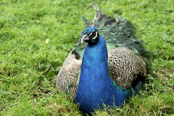 Fototapeta premium peacock