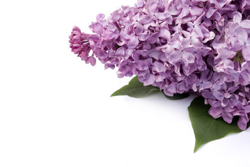 Fototapeta premium Lilac flower
