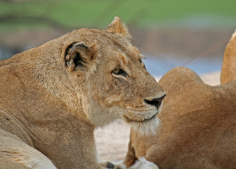 Löwin, Südafrika, wildlife