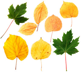 Large collection of the autumn leaves with clipping path