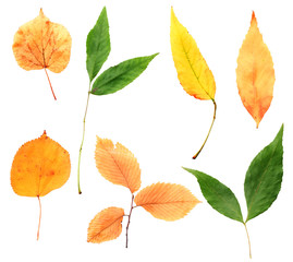Large collection of the autumn leaves with clipping path
