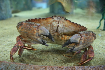 Crabe