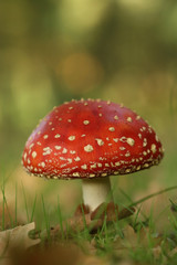 Obraz premium Toadstool or fly agaric mushroom