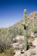 Saguaro Nationalpark Arizona