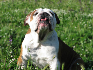 Bulldog inglese