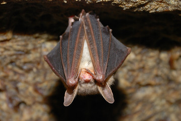 bat holding on a wall