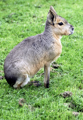 patagonian mara