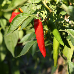 Piments longs et forts dans un potager bio