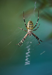 Wespenspinne (Argiope)