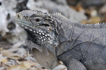 Wild Iguana, Cuba