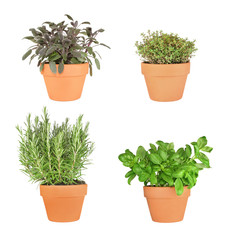 Rosemary, Basil, Sage and Thyme Herbs