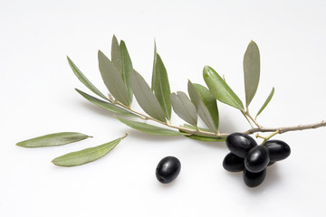 ramoscello d'olivo